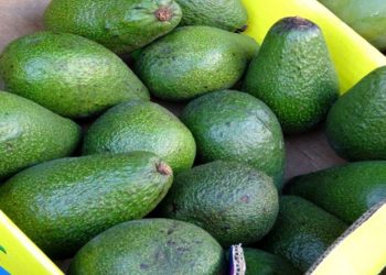 avocado-export