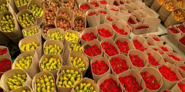 Flowers for export. IMAGE COURTESY