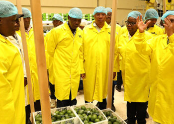 A photo of Fresh Produce for Export in Kenya | IMAGE COURTESY